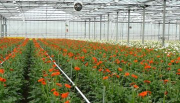 Gerbera voorloper in sierteelt in modelmatig teelt optimaliseren