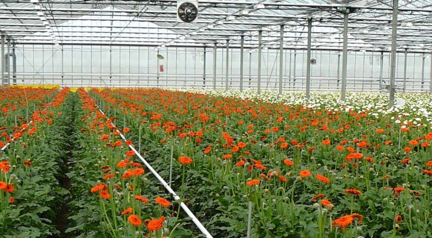 Gerbera voorloper in sierteelt in modelmatig teelt optimaliseren Gerbera voorloper in sierteelt in modelmatig teelt optimaliseren