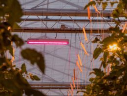 Productie en uitgroeiduur project ‘Totaalconcept HNT belichte tomaat’ liggen op schema