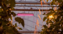Productie en uitgroeiduur project ‘Totaalconcept HNT belichte tomaat’ liggen op schema