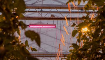 Productie en uitgroeiduur project ‘Totaalconcept HNT belichte tomaat’ liggen op schema