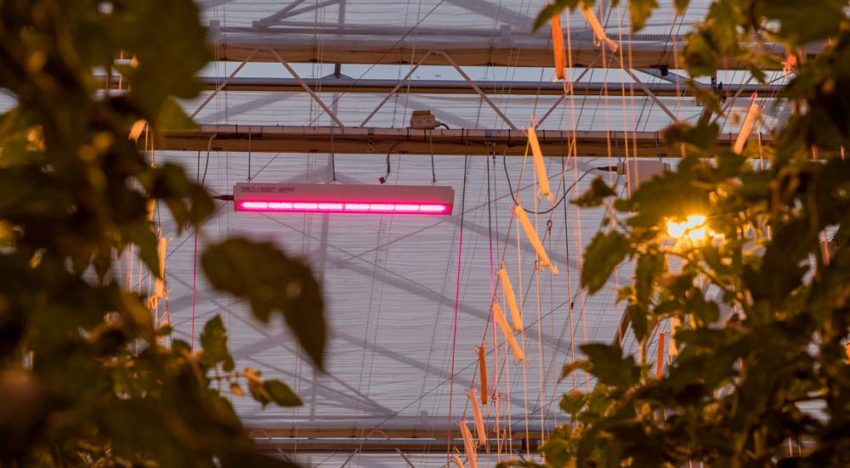 Productie en uitgroeiduur project ‘Totaalconcept HNT belichte tomaat’ liggen op schema