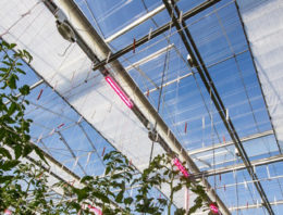 Nieuw zomerscherm van Svensson gelanceerd op HortiContact