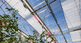 Nieuw zomerscherm van Svensson gelanceerd op HortiContact
