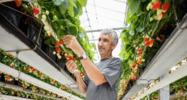 Teeltmedium geïnoculeerd met goedaardige schimmels
