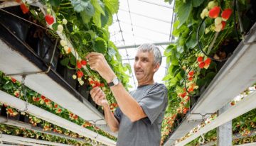 Teeltmedium geïnoculeerd met goedaardige schimmels