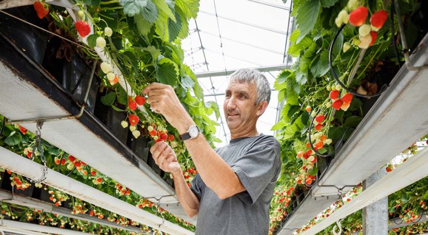 Teeltmedium geïnoculeerd met goedaardige schimmels