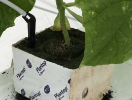 Minder chemie, meer biologie dankzij verrijkte Biochar