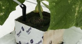 Minder chemie, meer biologie dankzij verrijkte Biochar