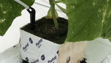 Minder chemie, meer biologie dankzij verrijkte Biochar