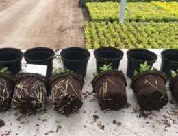 Biostimulatorcompost voor substraat of grondgebonden teelt