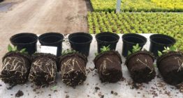 Biostimulatorcompost voor substraat of grondgebonden teelt