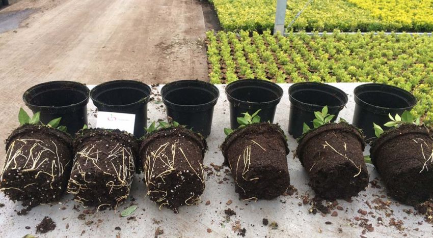 Biostimulatorcompost voor substraat of grondgebonden teelt