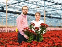 Tweesporenbeleid chrysantenteler voor bemesting en watergift op maat