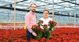 Tweesporenbeleid chrysantenteler voor bemesting en watergift op maat