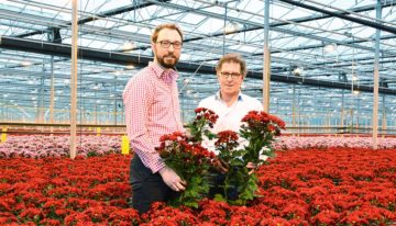 Tweesporenbeleid chrysantenteler voor bemesting en watergift op maat