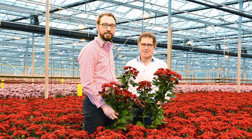 Tweesporenbeleid chrysantenteler voor bemesting en watergift op maat Tweesporenbeleid chrysantenteler voor bemesting en watergift op maat