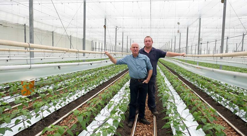 Speciale rassen geven meerwaarde voor biologische teelt Speciale rassen geven meerwaarde voor biologische teelt