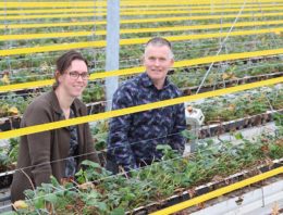 IPM in aardbeien vormt nog een hele uitdaging, onderzoek loopt
