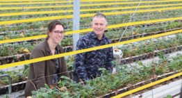 IPM in aardbeien vormt nog een hele uitdaging, onderzoek loopt