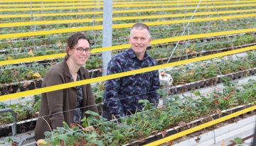 IPM in aardbeien vormt nog een hele uitdaging, onderzoek loopt