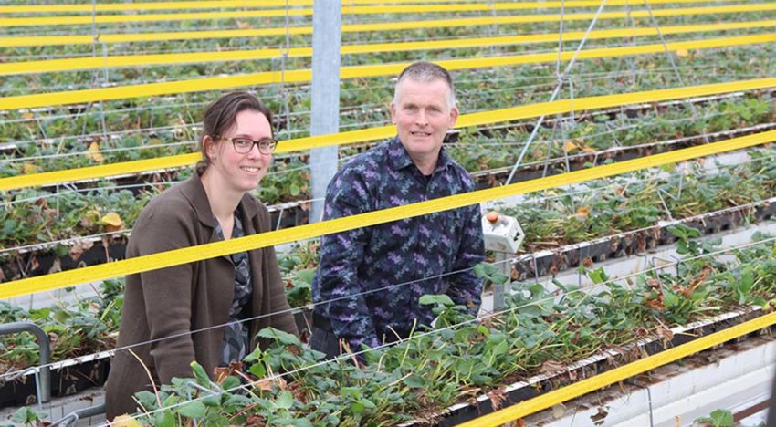 IPM in aardbeien vormt nog een hele uitdaging, onderzoek loopt