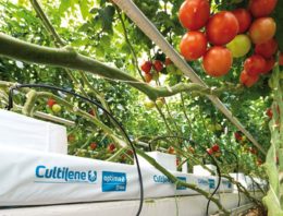 Worteltemperatuur van grote invloed op opname van water en nutriënten
