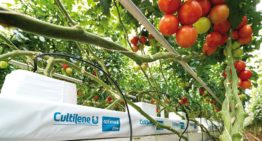 Worteltemperatuur van grote invloed op opname van water en nutriënten