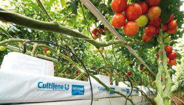 Worteltemperatuur van grote invloed op opname van water en nutriënten