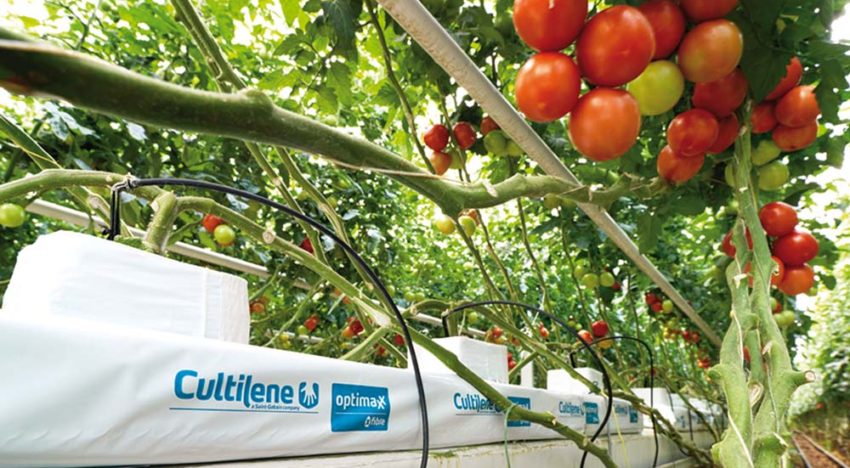Worteltemperatuur van grote invloed op opname van water en nutriënten
