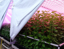 Lichtspectrum beïnvloedt plantweerbaarheid en activiteit biologische bestrijders