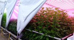 Lichtspectrum beïnvloedt plantweerbaarheid en activiteit biologische bestrijders