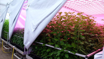 Lichtspectrum beïnvloedt plantweerbaarheid en activiteit biologische bestrijders