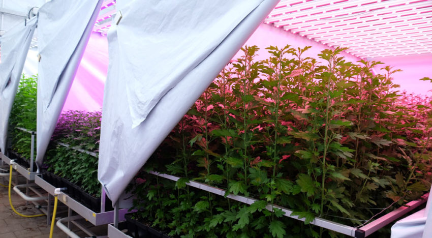 Lichtspectrum beïnvloedt plantweerbaarheid en activiteit biologische bestrijders Lichtspectrum beïnvloedt plantweerbaarheid en activiteit biologische bestrijders