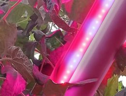 Nieuw LED-armatuur welkome aanvulling op SON-T