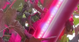 Nieuw LED-armatuur welkome aanvulling op SON-T