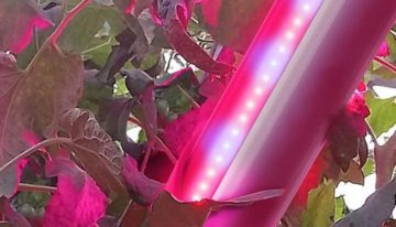 Nieuw LED-armatuur welkome aanvulling op SON-T