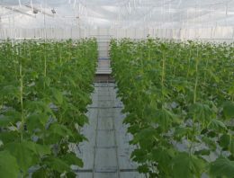 Nieuw onderzoek in winterlichtkas met komkommer