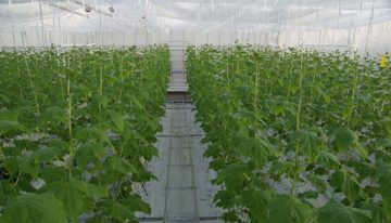 Nieuw onderzoek in winterlichtkas met komkommer