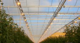 Beter lichtverlies dan kwaliteitsverlies