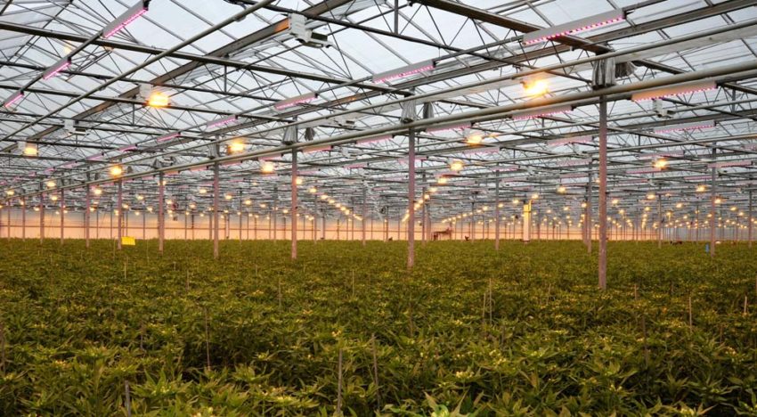 Alstroemeriateler op zoek naar juiste combinatie van factoren