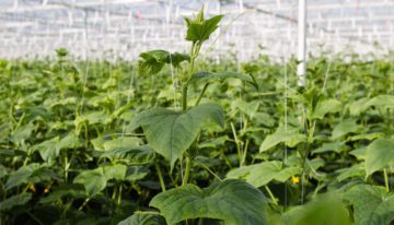 Lichter oogsten om balans en groeikracht in de plant te houden
