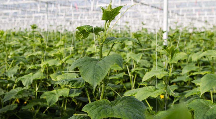 Lichter oogsten om balans en groeikracht in de plant te houden Lichter oogsten om balans en groeikracht in de plant te houden