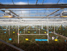 Aleia Roses gaat voor klimaatneutrale productie in 2020
