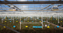 Aleia Roses gaat voor klimaatneutrale productie in 2020
