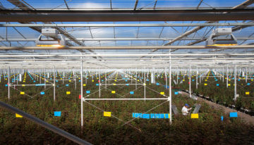 Aleia Roses gaat voor klimaatneutrale productie in 2020