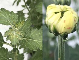 ‘Beperkte scope’ natuurlijke vijanden vraagt om geïntegreerde actie