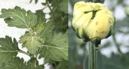 ‘Beperkte scope’ natuurlijke vijanden vraagt om geïntegreerde actie