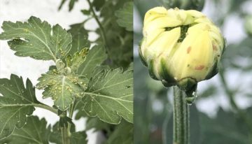 ‘Beperkte scope’ natuurlijke vijanden vraagt om geïntegreerde actie