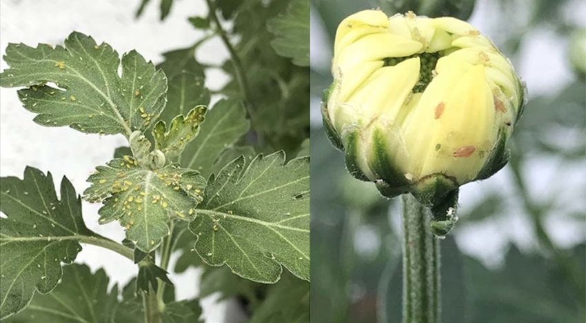 ‘Beperkte scope’ natuurlijke vijanden vraagt om geïntegreerde actie